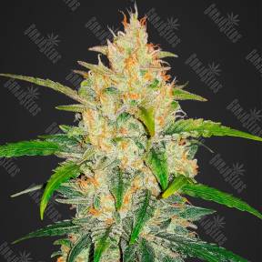 Auto Zkittlez OG feminised Barneys Farm