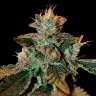 купить семена конопли Cataract Kush feminised DNA Genetics