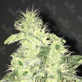 Supreme CBD Kush feminised Nirvana Seeds