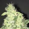 конопля семена сорта заказать Supreme CBD Kush feminised Nirvana Seeds