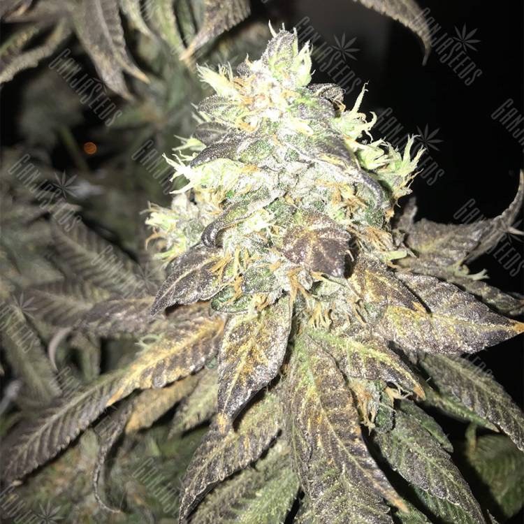 хорошие семена конопли Tora Bora feminised Reserva Privada