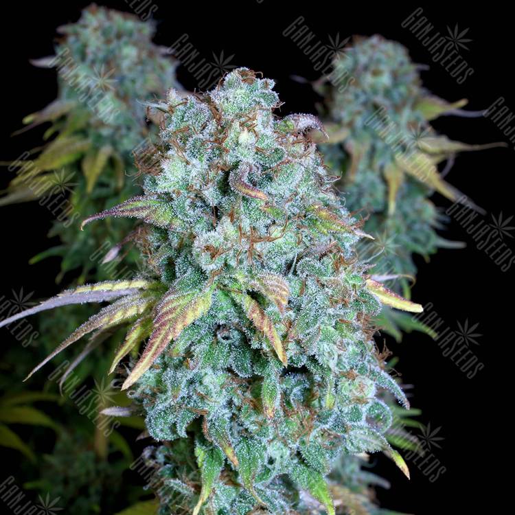 семена конопли Serious Happiness regular Serious Seeds