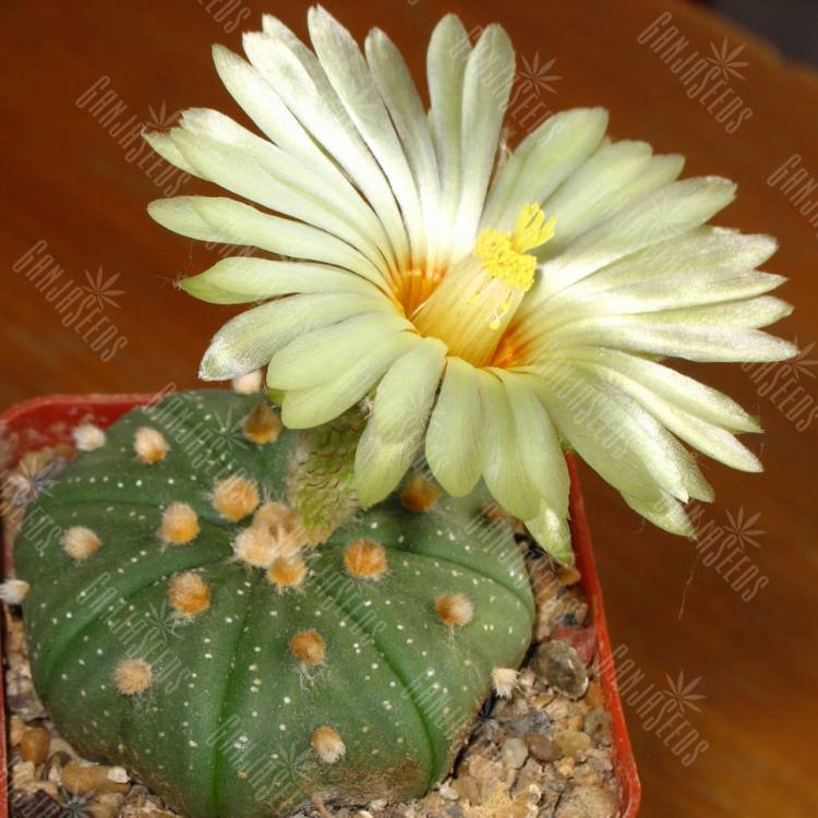 Семена кактуса Astrophytum asterias Семена кактуса Astrophytum asterias