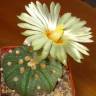 Семена кактуса Astrophytum asterias Семена кактуса Astrophytum asterias