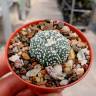 Купить семена кактуса Astrophytum asterias Купить семена кактуса Astrophytum asterias