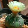 Заказать семена кактуса Astrophytum asterias Заказать семена кактуса Astrophytum asterias