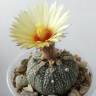 Недорогие семена кактуса Astrophytum asterias Недорогие семена кактуса Astrophytum asterias