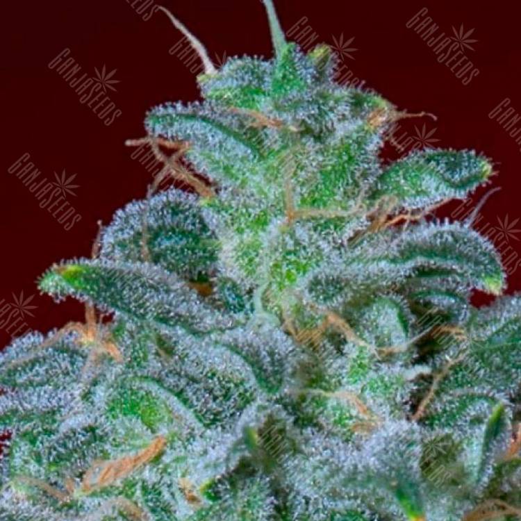 Семена конопли оптом Auto Mohan Ram feminised GanjaLiveSeeds