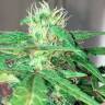 Недорогие семена конопли Auto Mohan Ram feminised GanjaLiveSeeds