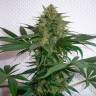 Качественные семена марихуаны Auto Mohan Ram feminised GanjaLiveSeeds