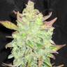 Auto Betty Boo feminised Ganja Seeds