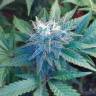 семена конопли дешево Auto Betty Boo feminised