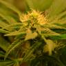мощные семена конопли Auto Betty Boo feminised