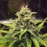 семена конопли марихуаны Cheese Berries feminised