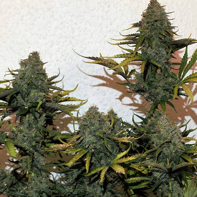 семена конопли с доставкой Cheese Berries feminised