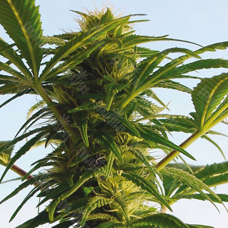 семена конопли гидропоники Aspan feminised Bang Seeds