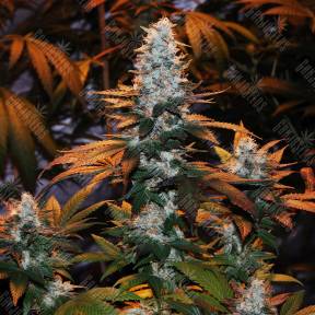 Auto Cream Mandarine regular Ganja Seeds
