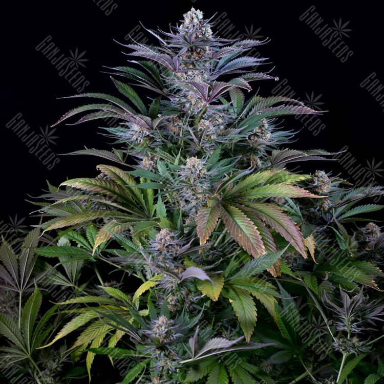 семена конопли медицинской Silver Haze regular Ganja Seeds