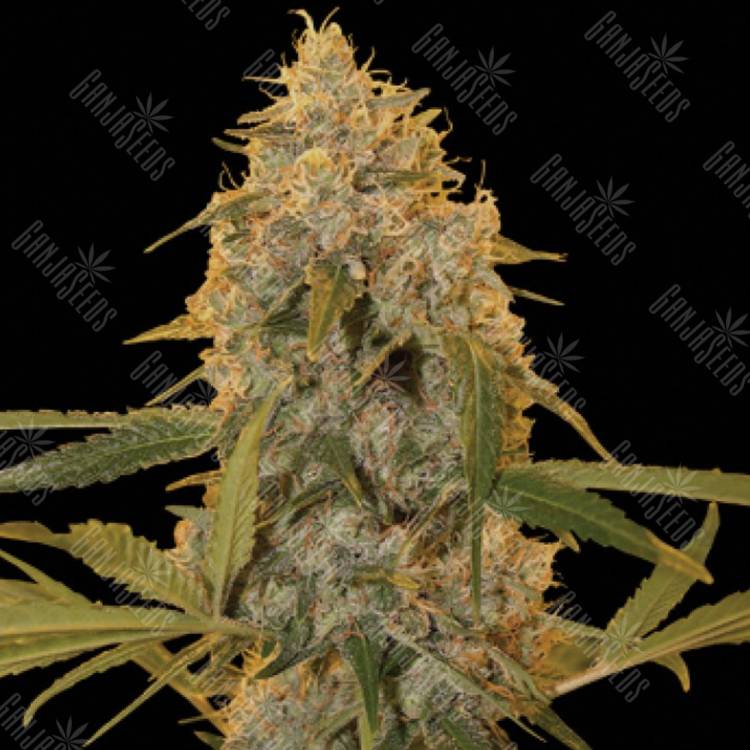 заказ семян конопли Спб Chocolate Fondue feminised DNA Genetics