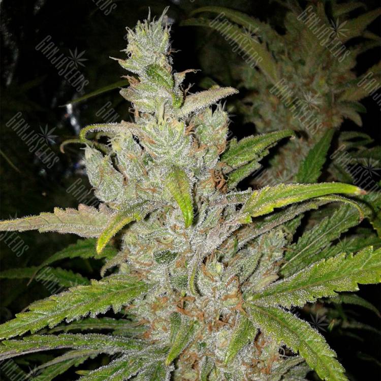 семена конопли Москва SexBud feminised Female Seeds