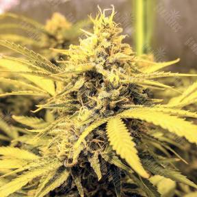 AK-48 regular Nirvana Seeds