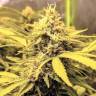 семена конопли аутдор AK-48 regular Nirvana Seeds семена конопли аутдор AK-48 regular Nirvana Seeds