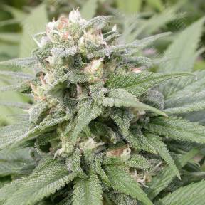 Warlock regular Serious Seeds