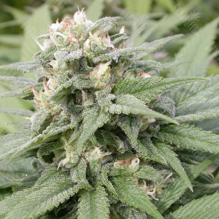 заказать качественные семена конопли Warlock regular Serious Seeds заказать качественные семена конопли Warlock regular Serious Seeds