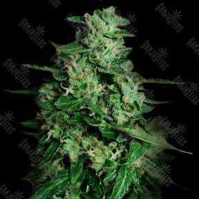 Auto Northern Delights feminised VIP Seeds