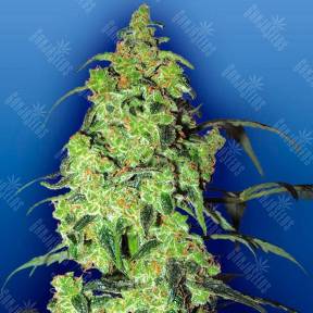 Auto Blow Mind feminised GanjaLiveSeeds