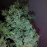 заказ семян конопли Auto Big Devil XL regular