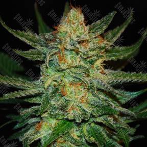 Grapefruit feminised Ganja Seeds