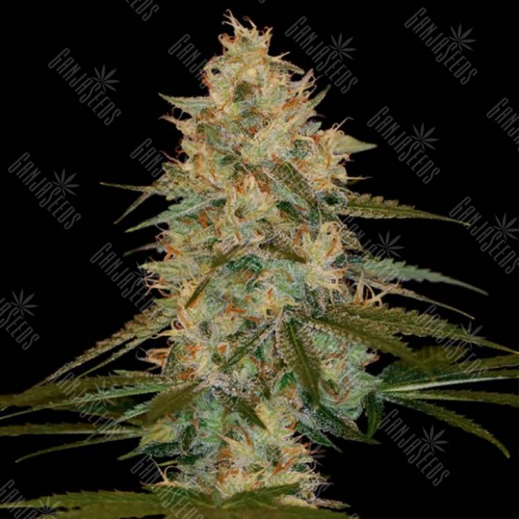 заказ семян конопли Москва Chocolope Kush feminised DNA Genetics