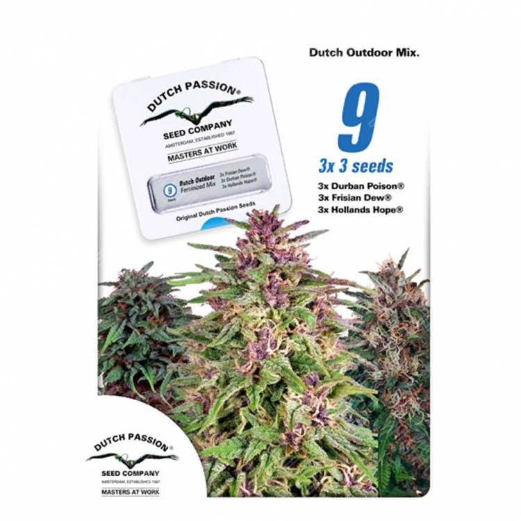 семена конопли индика Dutch Outdoor Mix feminised Dutch Passion Seeds