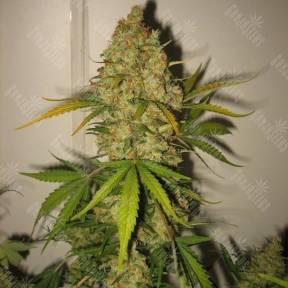 Skunk Special feminised Female Seeds