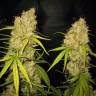 семена конопли для выращивания Skunk Special feminised Female Seeds