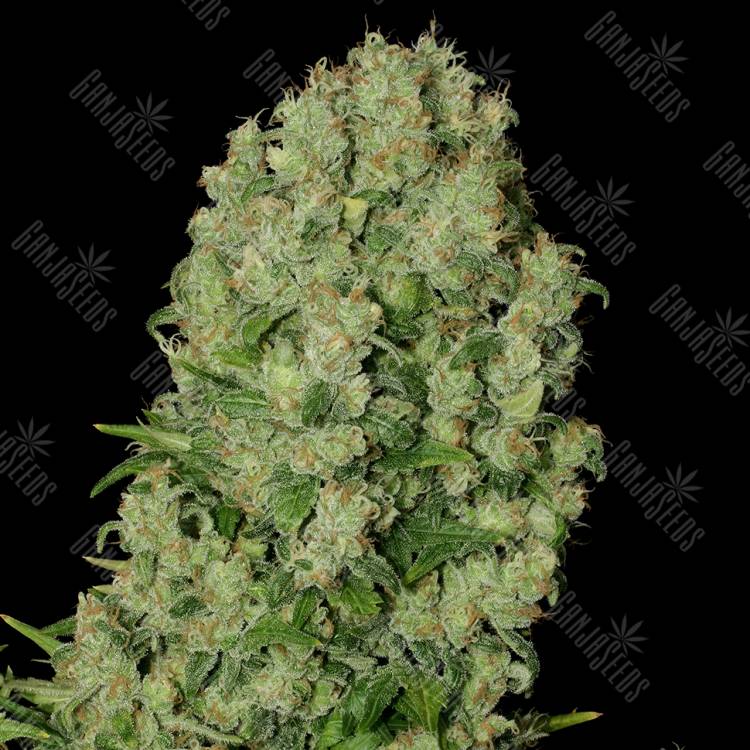 семена конопли курьером White Russian regular Serious Seeds