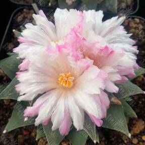 Ariocarpus retusus var. furfuraceus