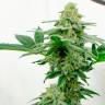 Семена конопли недорого Kerosene Krash feminised Ganja Seeds