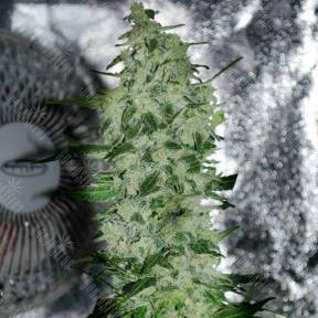 Satori feminised Ganja Seeds