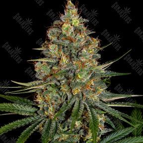 New York City feminised Ganja Seeds