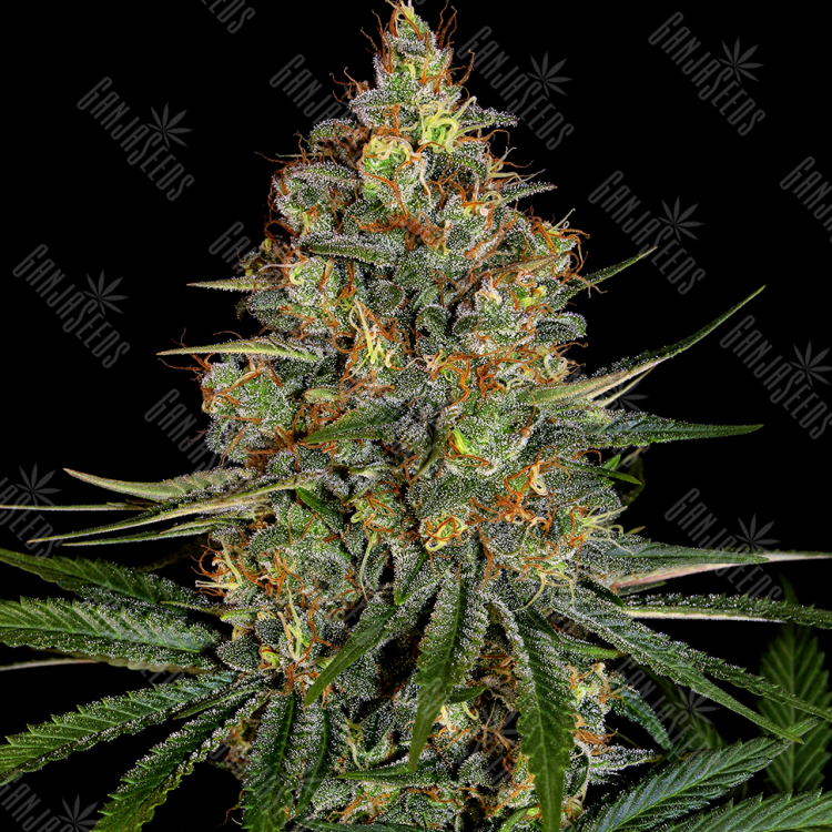 элитные семена конопли New York City feminised