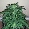семена конопли Москва Auto Assasin regular