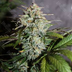 Auto Assasin regular Ganja Seeds