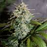 семена конопли аутдор Auto Assasin regular