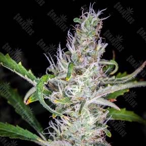 Auto Black Chere regular Ganja Seeds
