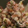Skunk Amsterdam feminised Ganja Seeds