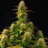заказать онлайн семена конопли  Auto Mamba Negra feminised