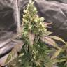 Auto Mamba Negra feminised Ganja Seeds