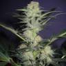 семена конопли курьером Auto Mamba Negra feminised